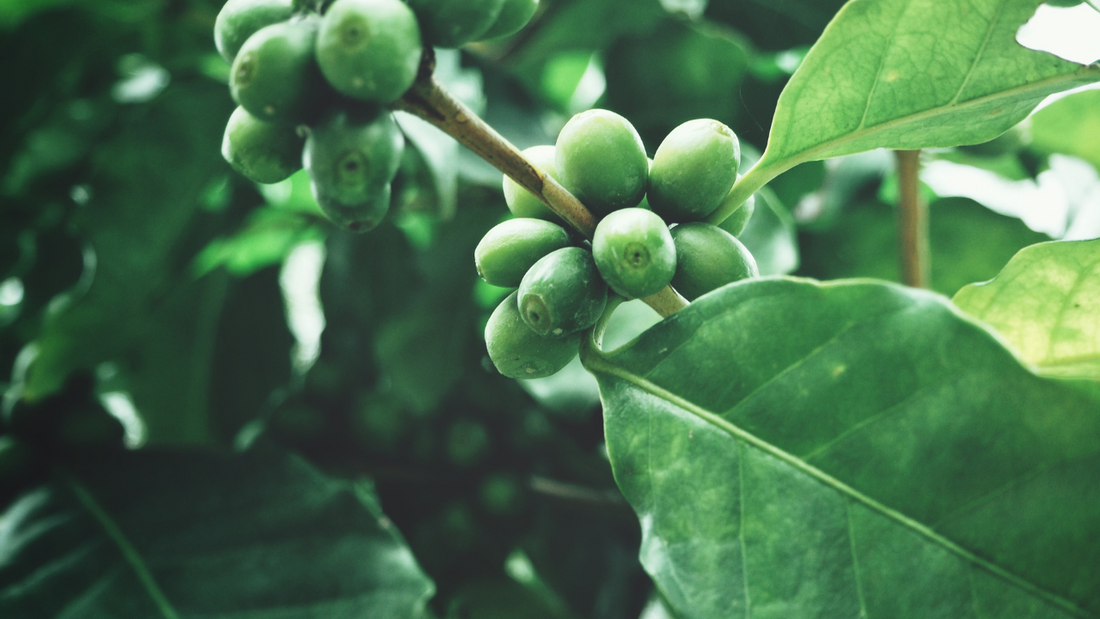 Qual é a diferença entre Arabica e Conilon?