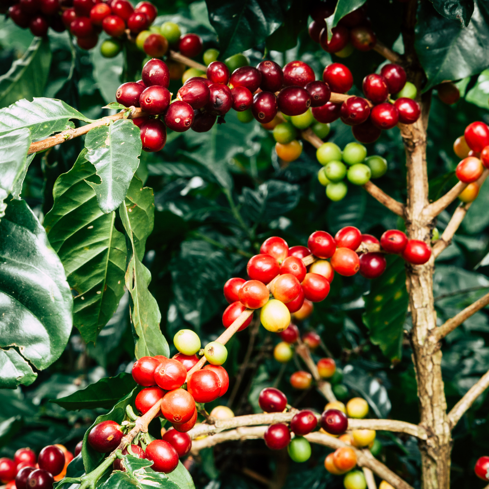 ☕Buti Specialty Microlot 17/18 | Classic