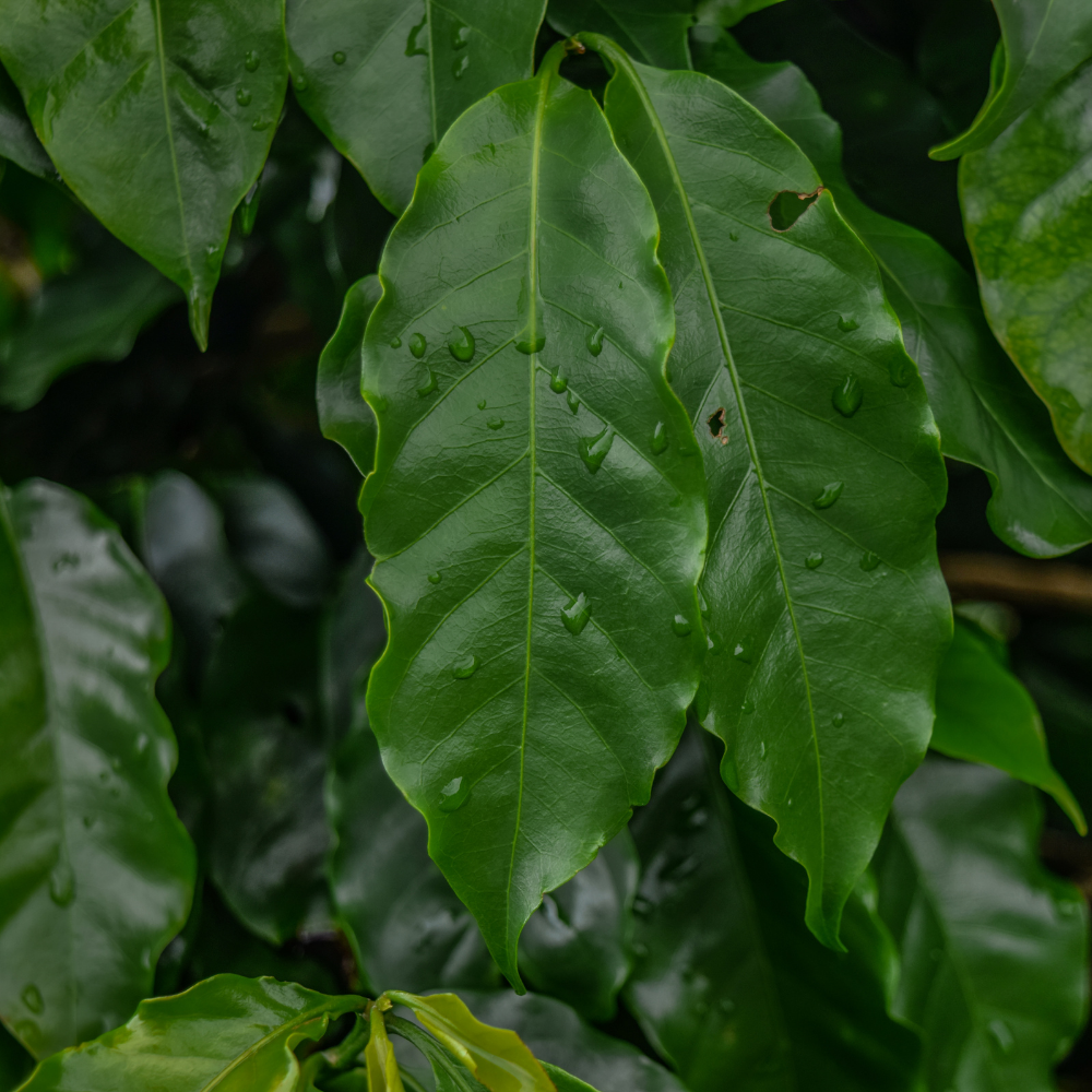 ☕Buti Specialty Microlot 17/18 | Classic