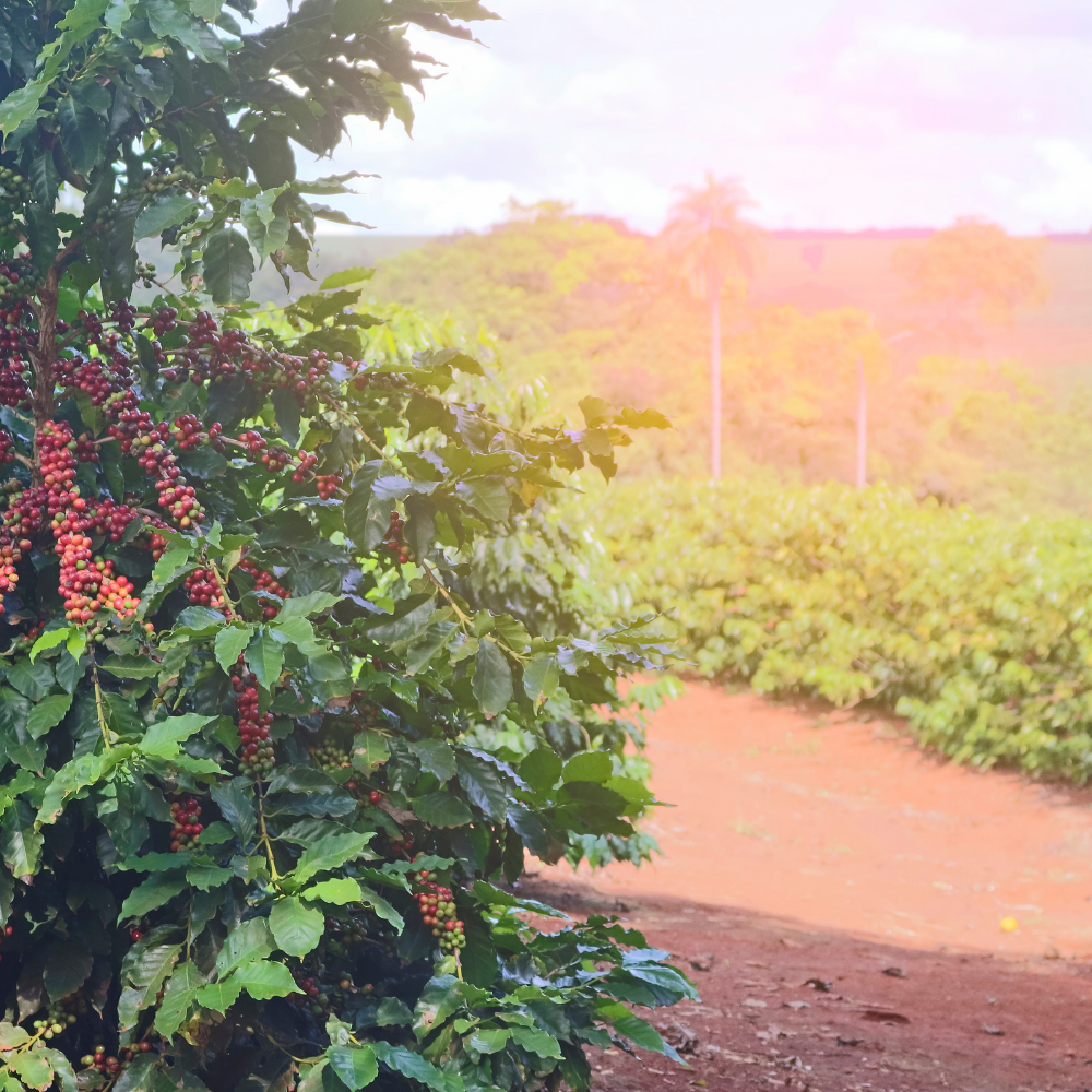 ☕Buti Specialty Microlot 17/18 | Classic