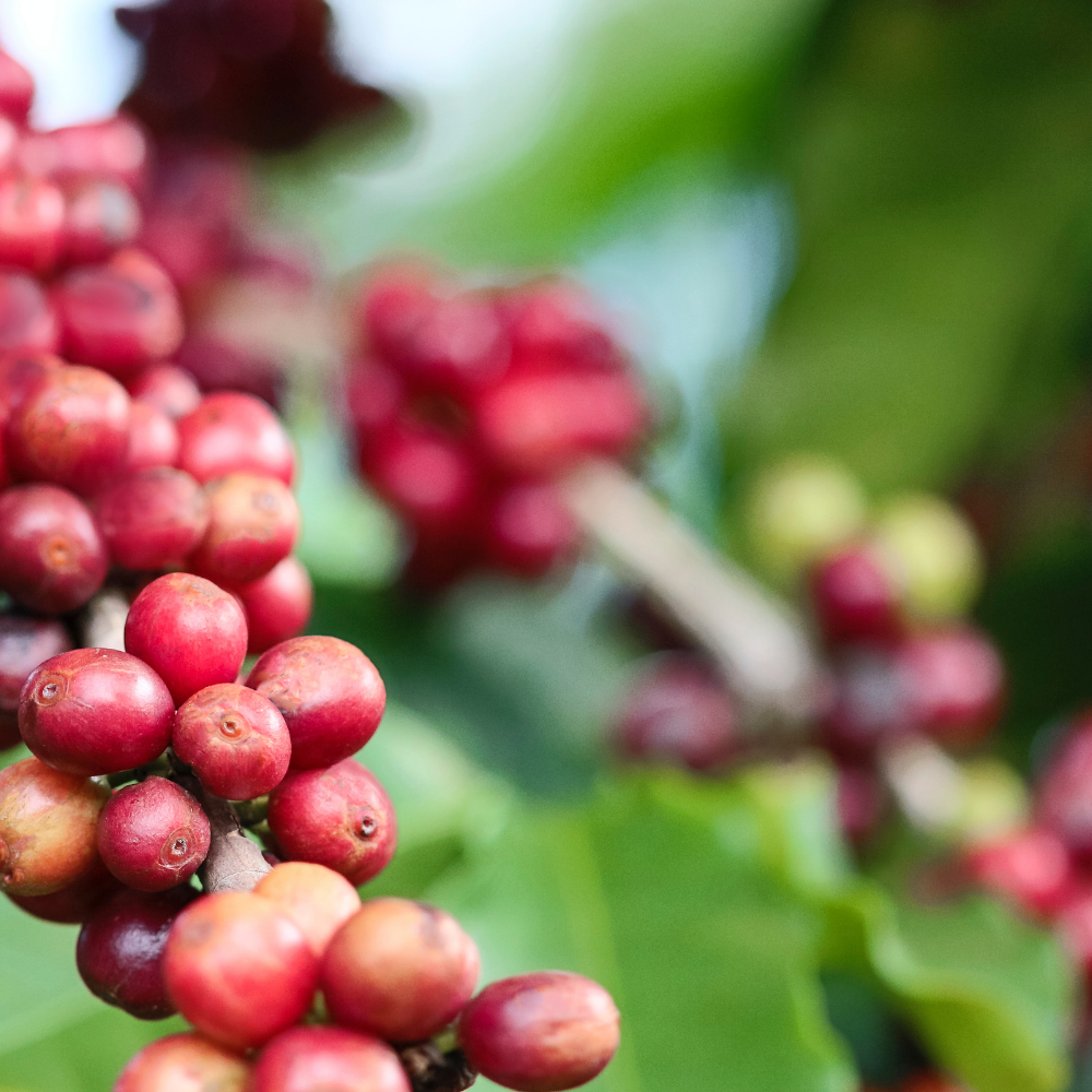 ☕Buti Specialty Microlot 17/18 | 🦠72h aerobic Fermentend