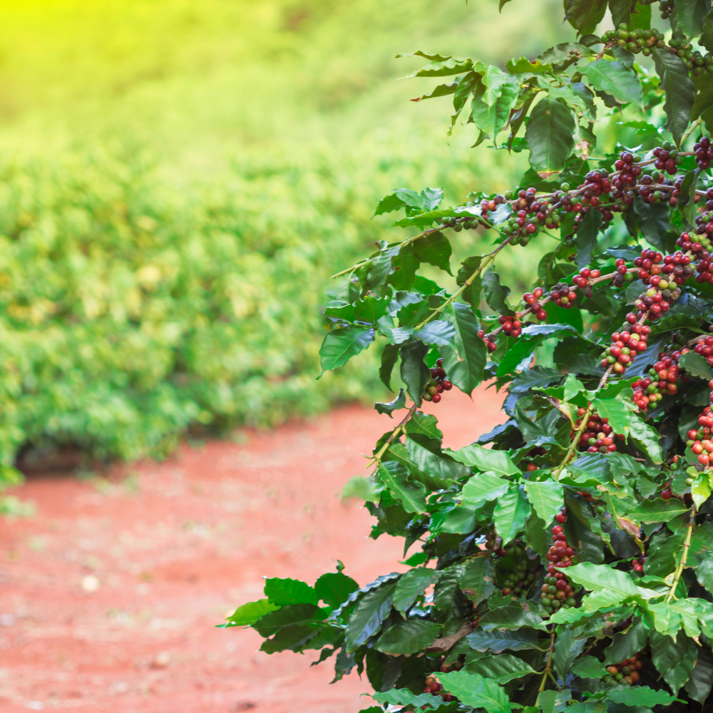 ☕Buti Specialty Microlot 15/16 | 🦠72h aerobic Fermentend