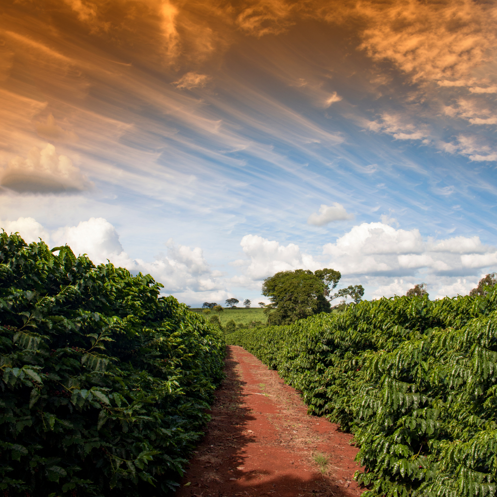 ☕Buti Specialty Microlot 17/18 | Classic