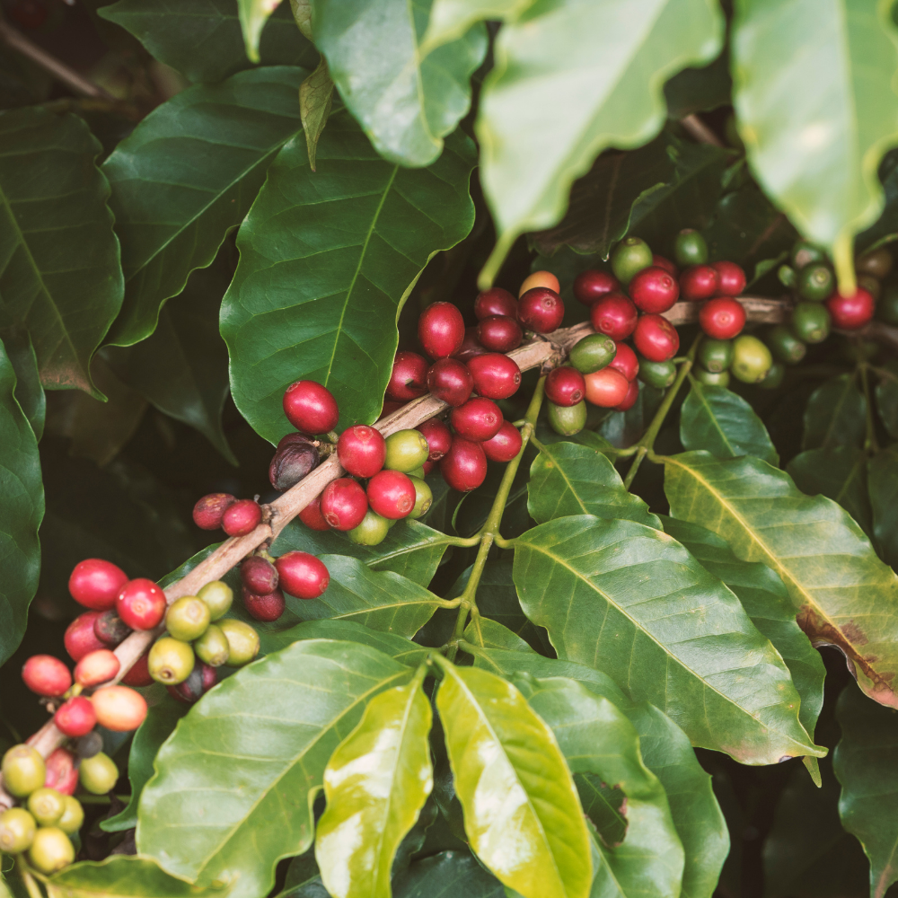 ☕Buti Specialty Microlot 17/18 | 🦠72h aerobic Fermentend