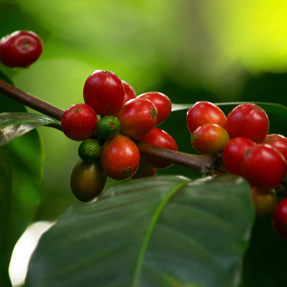 ☕Buti Specialty Microlot 17/18 | Classic