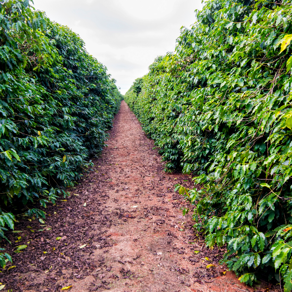 ☕Buti Specialty Microlot 17/18 | Classic