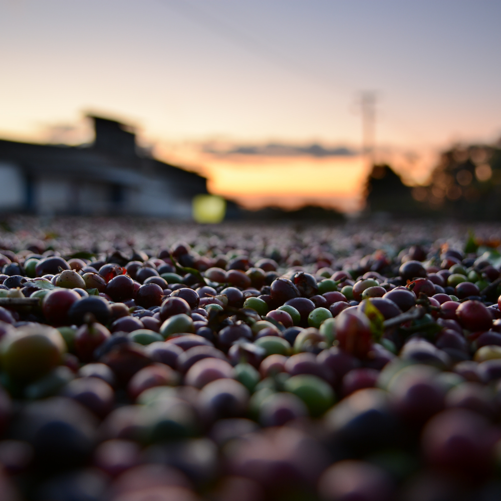 ☕Buti Specialty Microlot 17/18 | Classic