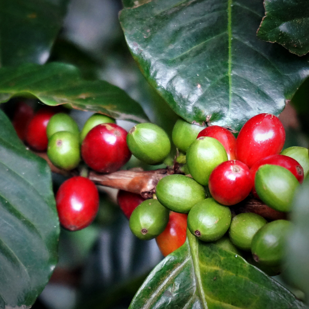 ☕Buti Specialty Microlot 17/18 | 🦠72h aerobic Fermentend