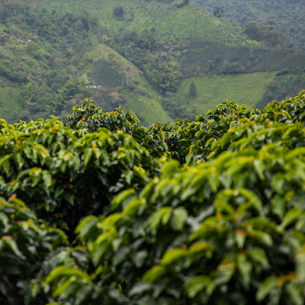 ☕Buti Specialty Microlot 17/18 | Classic