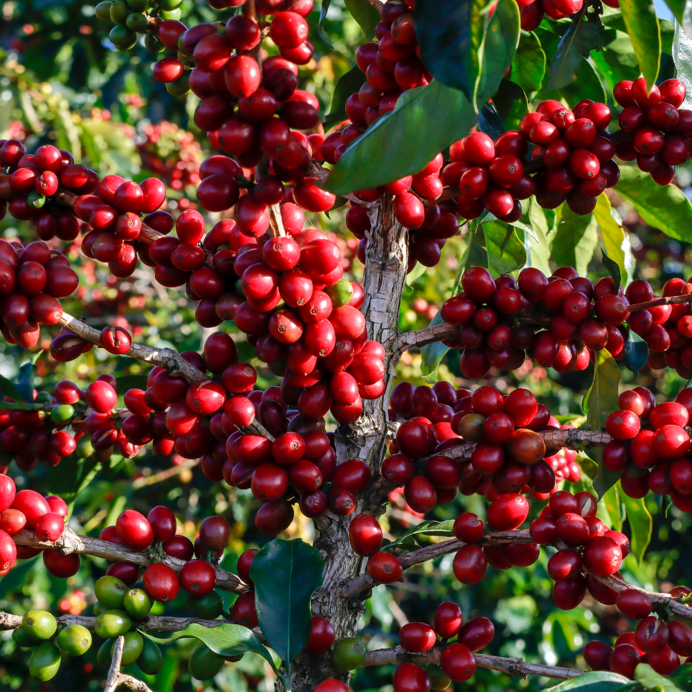 ☕Buti Specialty Microlot 17/18 | Classic