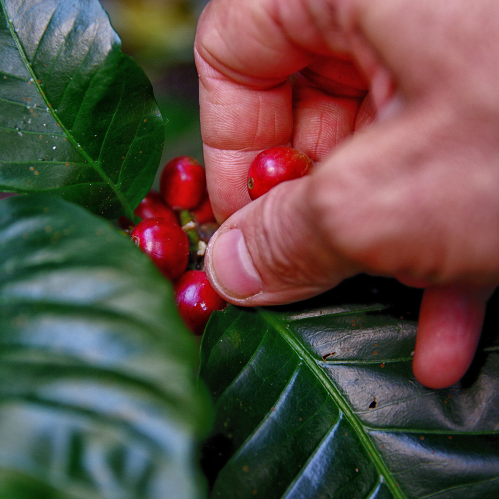 ☕Buti Specialty Microlot 17/18 | Classic