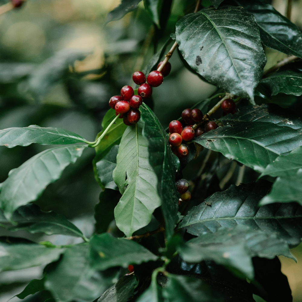 ☕Buti Specialty Microlot 17/18 | Classic