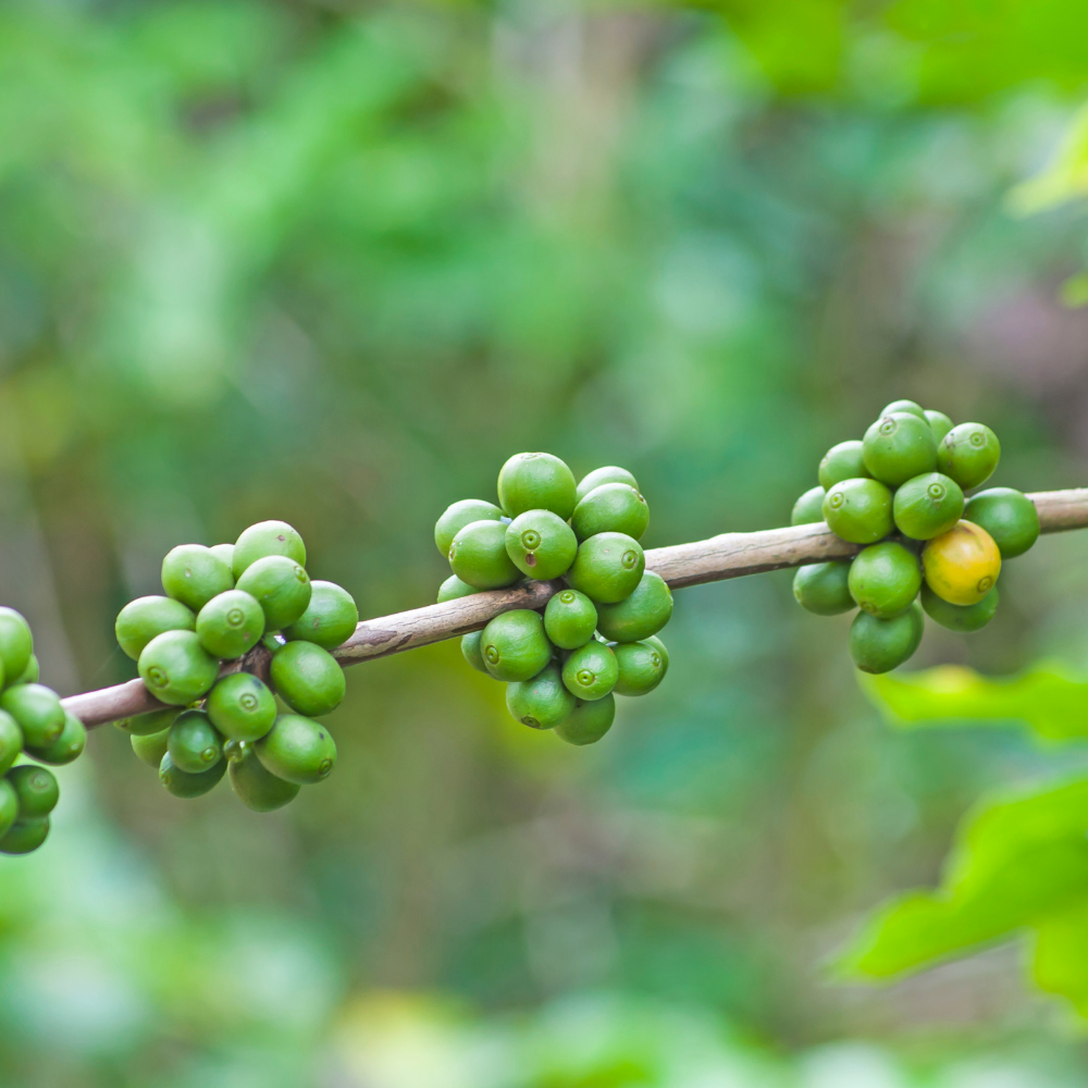 🌱Brazil Oro Fino 17/18 | Natural