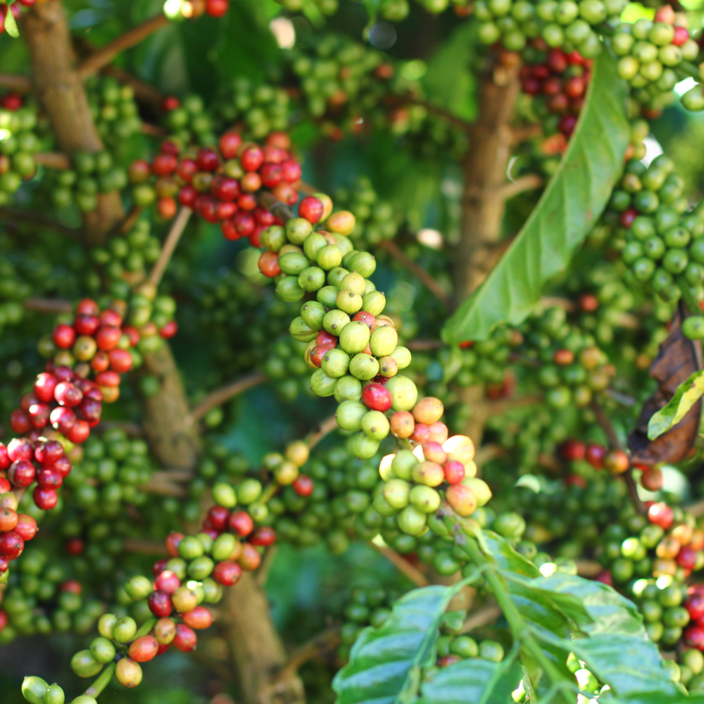 ☕Buti Specialty Microlot 17/18 | Classic
