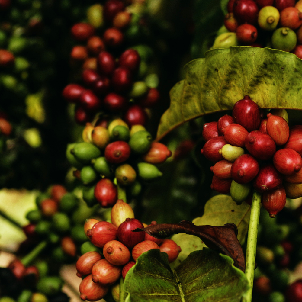☕Buti Specialty Microlot 17/18 | Classic