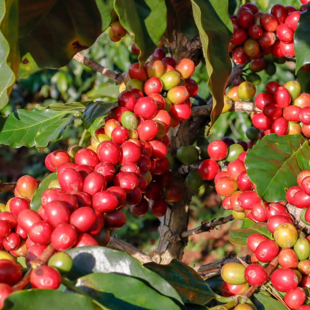 ☕Buti Specialty Microlot 17/18 | Classic