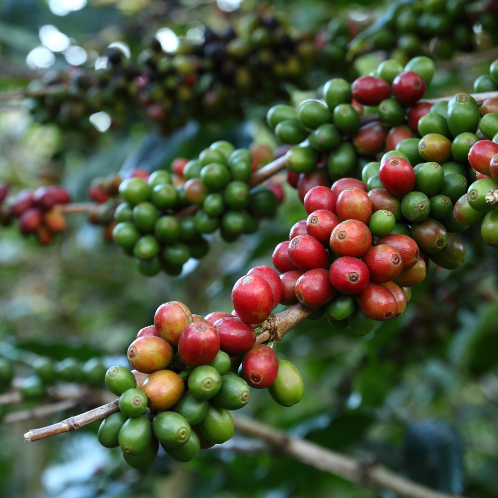 ☕Buti Specialty Microlot 17/18 | Classic