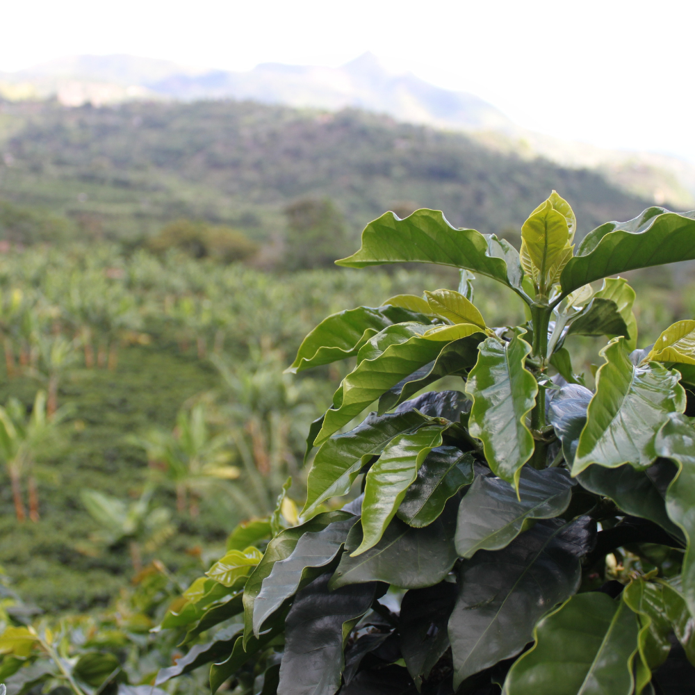 ☕Buti Specialty Microlot 17/18 | Classic