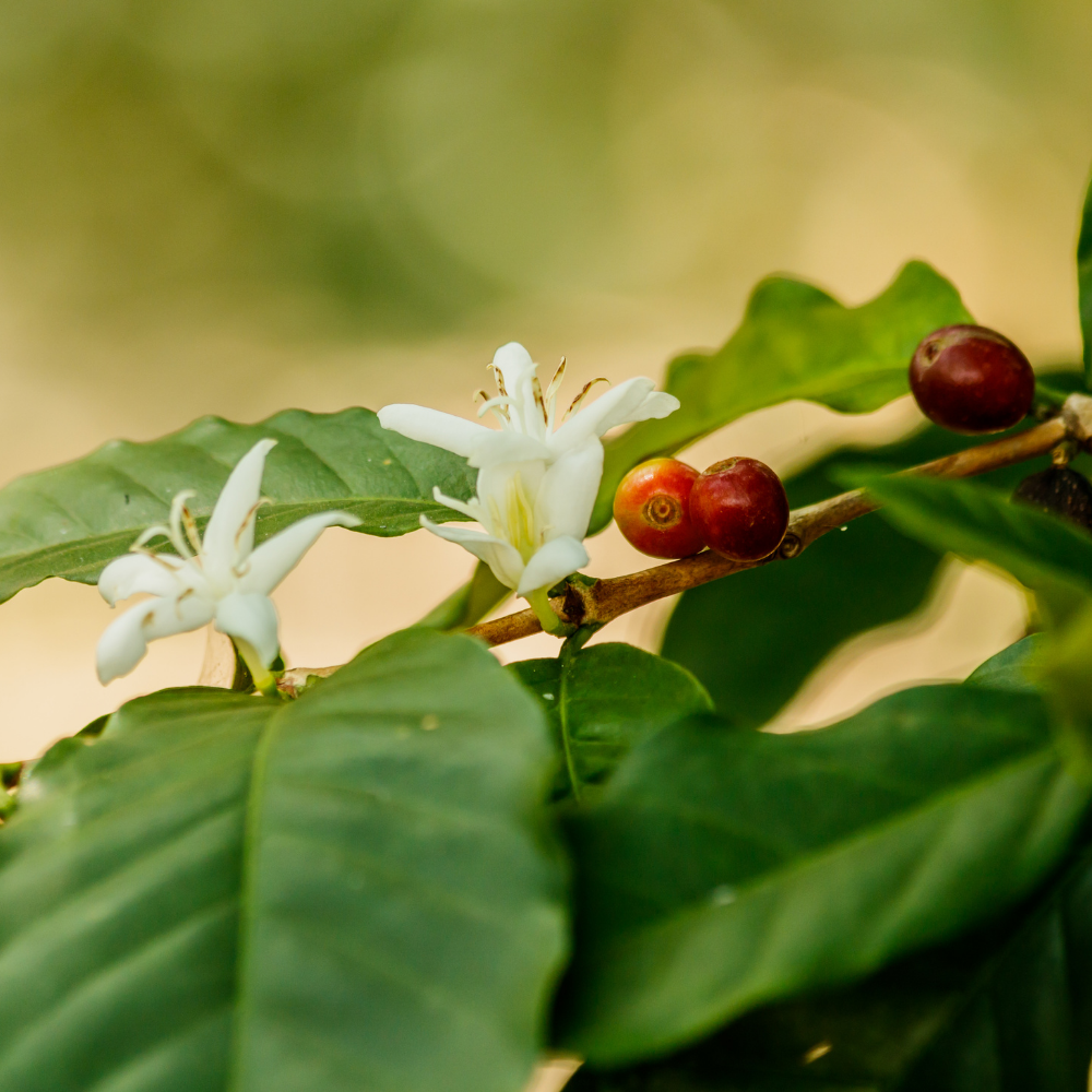 ☕Buti Specialty Microlot 17/18 | Classic