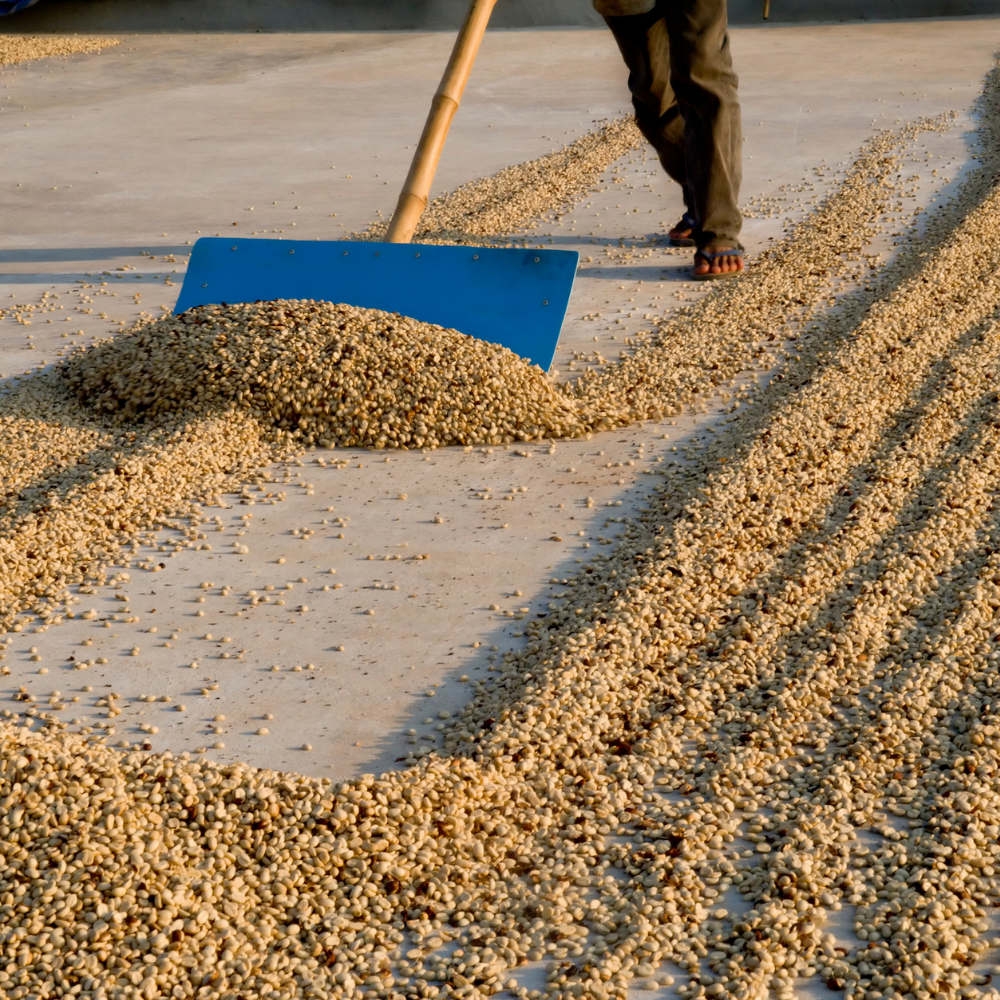 ☕Buti Specialty Microlot 17/18 | Classic